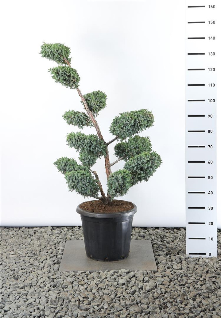 Kadagys kininis (Lot Juniperus chin.) 'Blue Alps' PLATEAU 80-100 CM EXTRA C20
