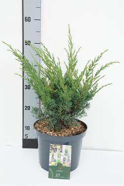 Kadagys kininis (Lot Juniperus chin.) 'Blaauw' C5/P23 25-30 CM | KADAGIAI | SPYGLIUOČIAI
