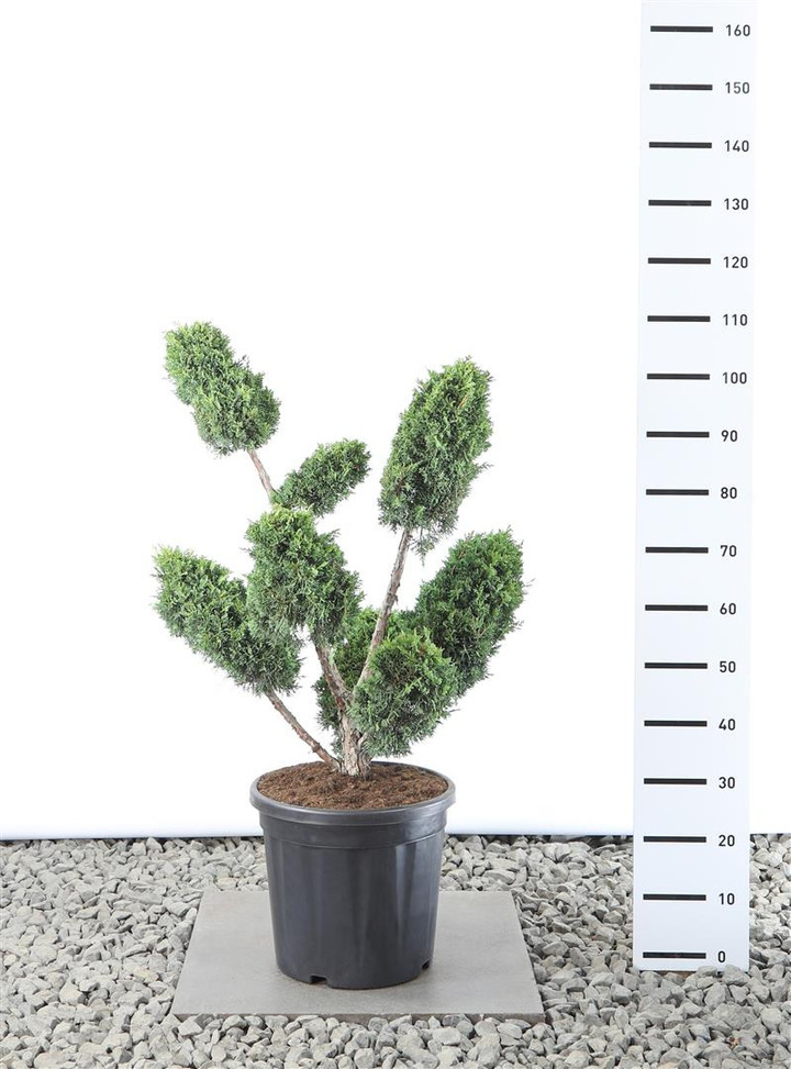 Kadagys kininis (Lot Juniperus chin.) 'Blaauw' PLATEAU 60-80CM C25
