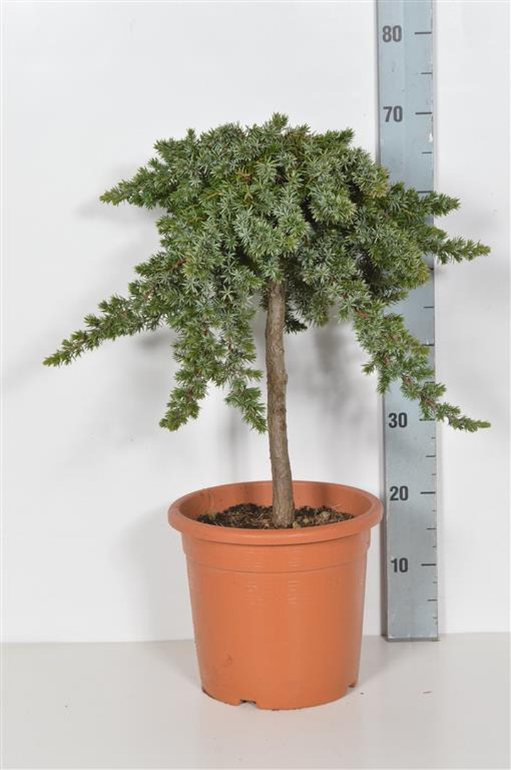 Kadagys pajūrinis (Lot Juniperus conf.) 'Blue Pacific' C9 STIEBAS 40 CM