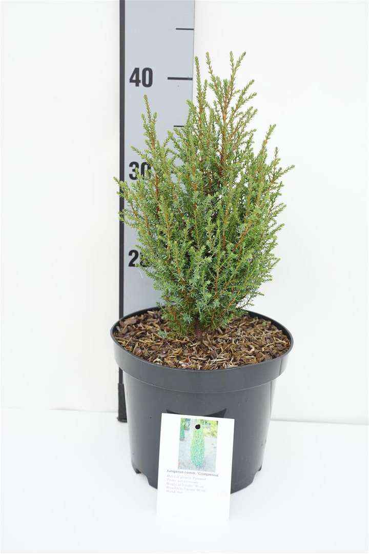Kadagys paprastasis (Lot Juniperus comm.) 'Compressa' C3/P19 25-30 CM