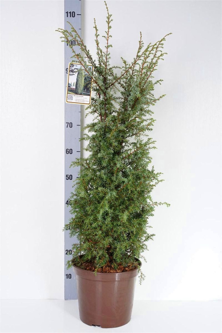 Kadagys kininis (Lot Juniperus c.) 'Excelsa' C7,5/P26 60-80 CM | KADAGIAI | SPYGLIUOČIAI