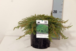 Kadagys paprastasis (Lot Juniperus comm.) 'Green Carpet' C2/P17 20-25 CM | KADAGIAI | SPYGLIUOČIAI
