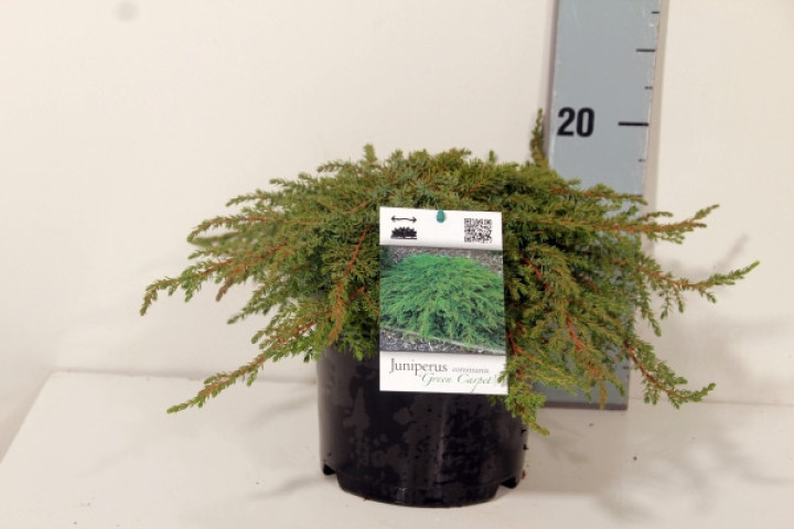 Kadagys paprastasis (Lot Juniperus comm.) 'Green Carpet' C2/P17 20-25 CM | KADAGIAI | SPYGLIUOČIAI