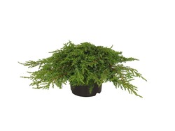 Kadagys paprastasis (Lot Juniperus comm.) 'Green Carpet' C2/P17 25-30 CM - nuotrauka 2