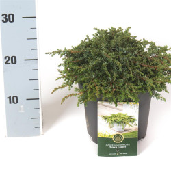 Kadagys paprastasis (Lot Juniperus comm.) 'Green Carpet' C2,5/P18 20-25 CM | KADAGIAI | SPYGLIUOČIAI
