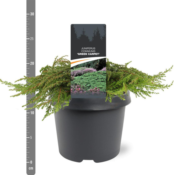 Kadagys paprastasis (Lot Juniperus comm.) 'Green Carpet' C3/P19 30-40 CM | KADAGIAI | SPYGLIUOČIAI