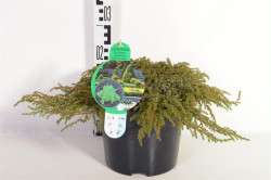 Kadagys paprastasis (Lot Juniperus comm.) 'Green Carpet' C5/P23 30-40 CM - nuotrauka 2