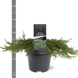 Kadagys paprastasis (Lot Juniperus comm.) 'Green Carpet' C5/P23 40-50 CM