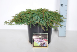 Kadagys paprastasis (Lot Juniperus comm.) 'Green Carpet' C7,5/P26 30-40 CM