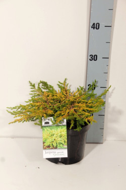 Kadagys paprastasis (Lot Juniperus comm.) 'Goldschatz' C2/P17 20-25 CM | KADAGIAI | SPYGLIUOČIAI