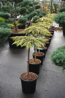 Kadagys paprastasis (Lot Juniperus comm.) 'Goldschatz' C15 STIEBAS 60 CM - nuotrauka 2
