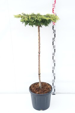 Kadagys paprastasis (Lot Juniperus comm.) 'Goldschatz' C15 KOTAS 80 CM | KADAGIAI | SPYGLIUOČIAI
