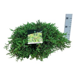 Kadagys paprastasis (Lot Juniperus comm.) 'Greenmantle' C7,5/P26 50-60 CM