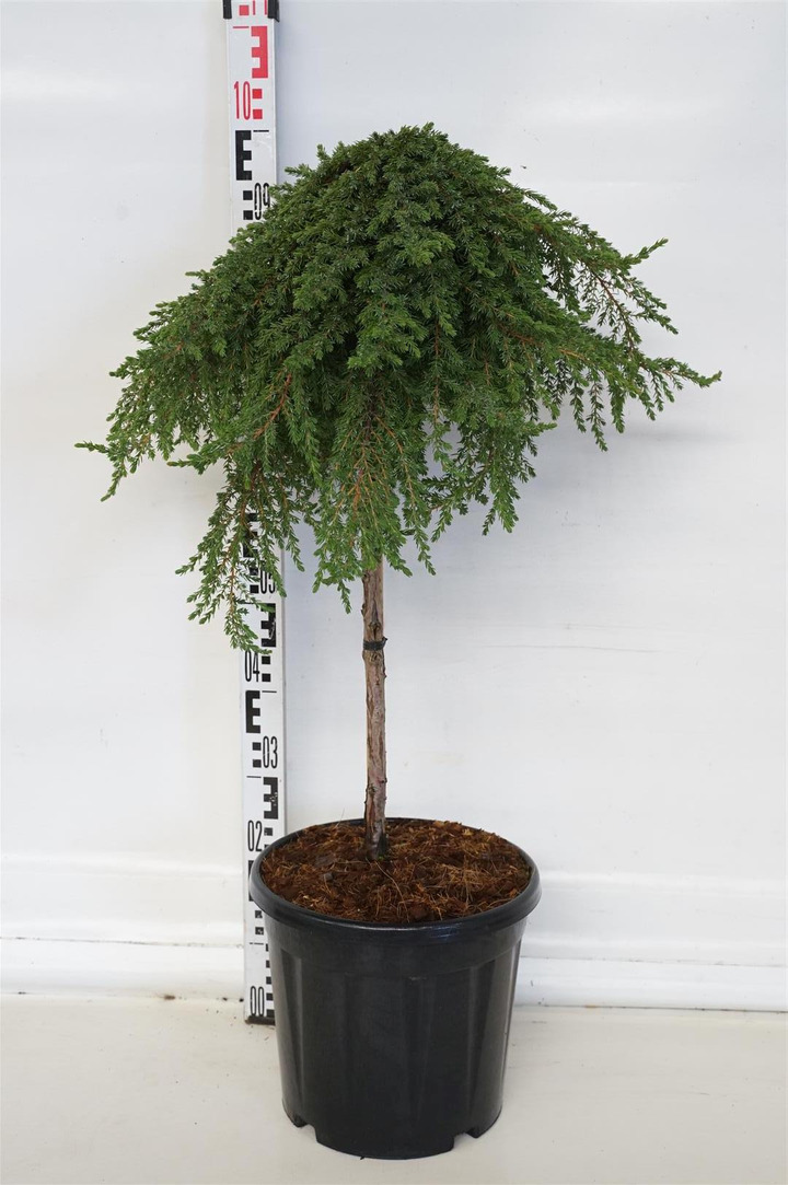 Kadagys paprastasis (Lot Juniperus comm.) 'Greenmantle' C15 KOTAS 60 CM | KADAGIAI | SPYGLIUOČIAI