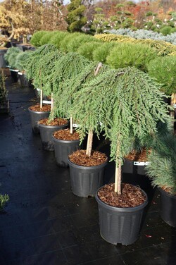 Kadagys paprastasis (Lot Juniperus comm.) 'Greenmantle' C15 STIEBAS 60 CM - nuotrauka 2