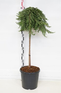 Kadagys paprastasis (Lot Juniperus comm.) 'Greenmantle' C15 STIEBAS 80 CM - nuotrauka 1