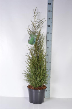 Kadagys paprastasis (Lot Juniperus comm.) 'Hibernica' C7,5/P26 80-100 CM