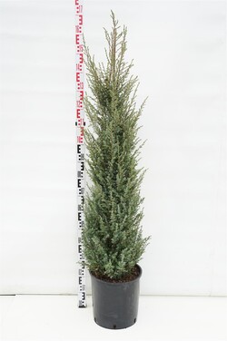 Kadagys paprastasis (Lot Juniperus comm.) 'Hibernica' C18 125-150 CM