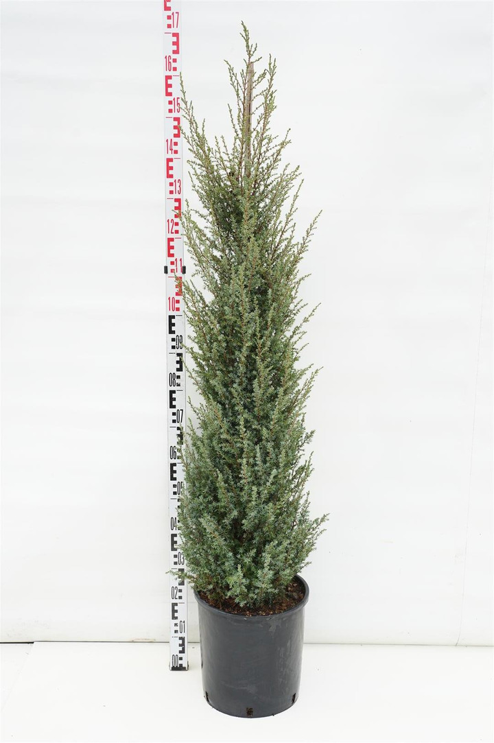 Kadagys paprastasis (Lot Juniperus comm.) 'Hibernica' C18 125-150 CM