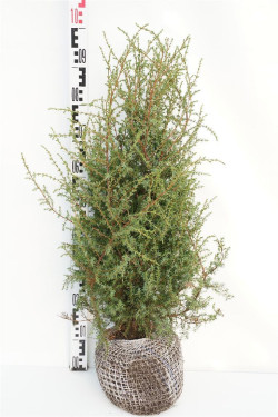 Kadagys paprastasis (Lot Juniperus comm.) 'Hibernica' RB 60-80 CM