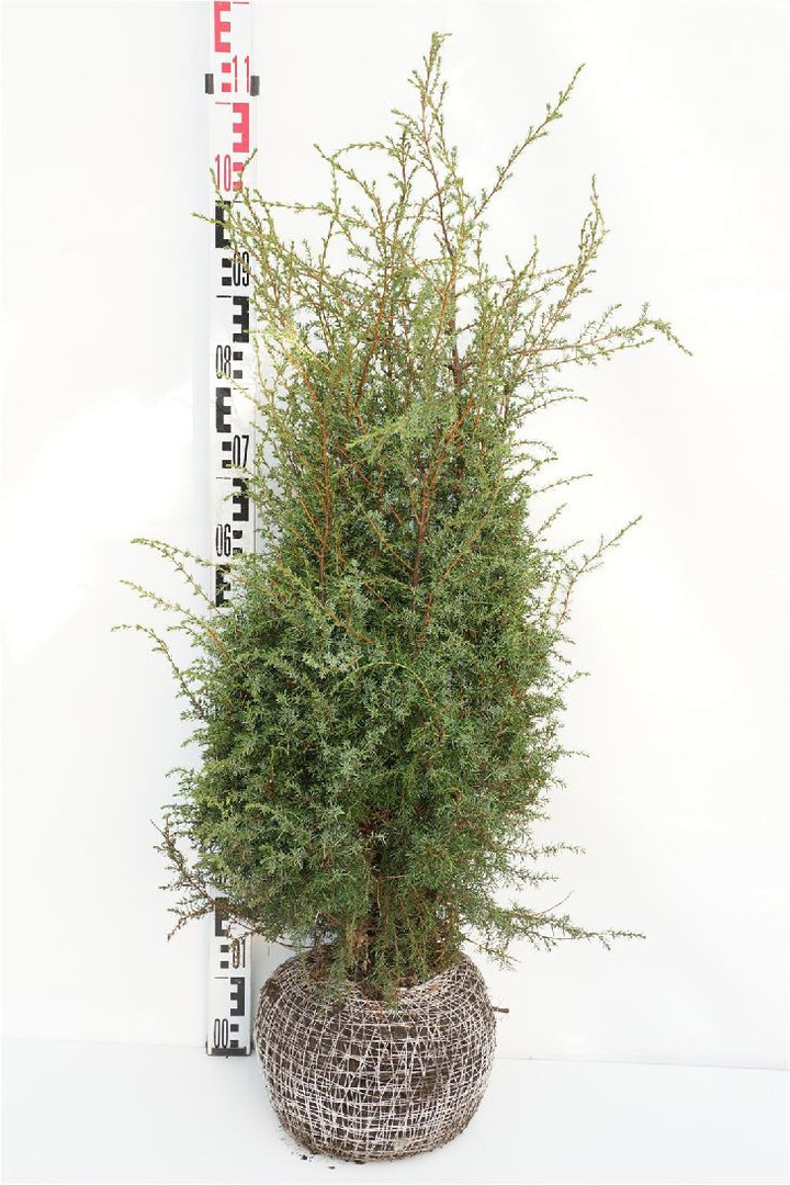 Kadagys paprastasis (Lot Juniperus comm.) 'Hibernica' 80-100 CM RB