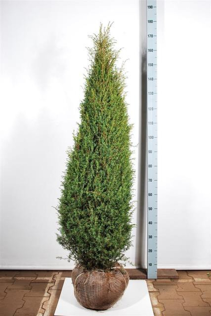 Kadagys paprastasis (Lot Juniperus comm.) 'Hibernica' 125-150 CM RB  EXTRA