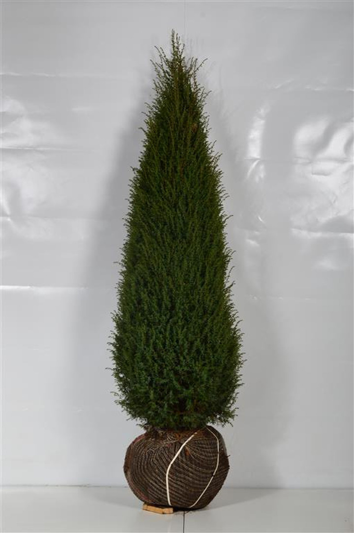 Kadagys paprastasis (Lot Juniperus comm.) 'Hibernica' 150-175 CM RB EXTRA