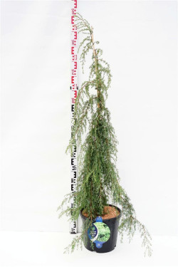 Kadagys paprastasis (Lot Juniperus comm.) 'Horstmann' C13 90-100 CM