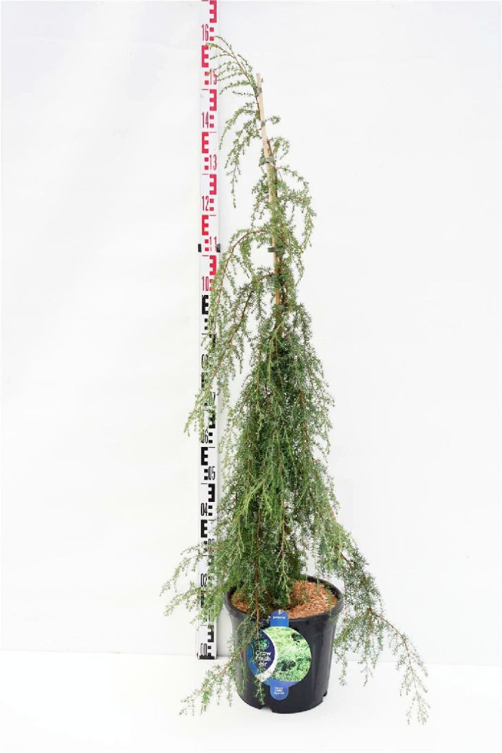 Kadagys paprastasis (Lot Juniperus comm.) 'Horstmann' C13 90-100 CM