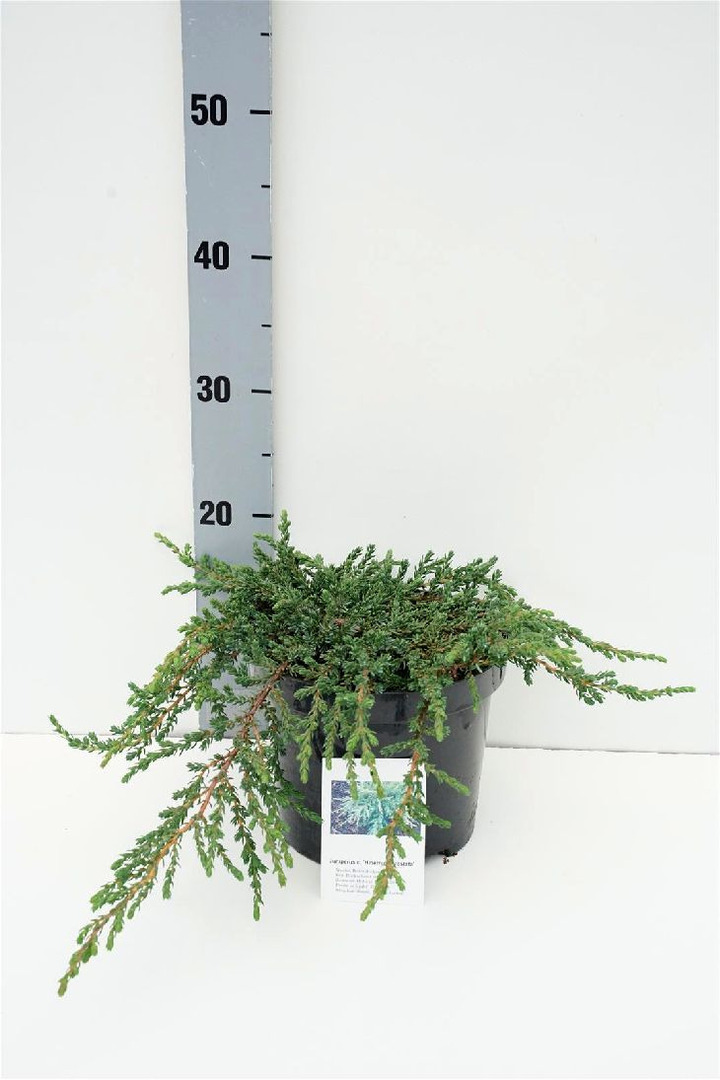 Kadagys paprastasis. (Lot Juniperus com.) 'Hibernica Prostata' C3/P19 25-30 CM | KADAGIAI | SPYGLIUOČIAI