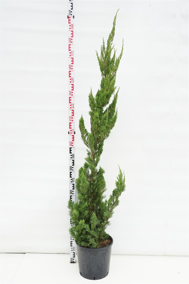 Kadagys kininis (Lot Juniperus chin.) 'Kaizuka' C15 125-150 CM