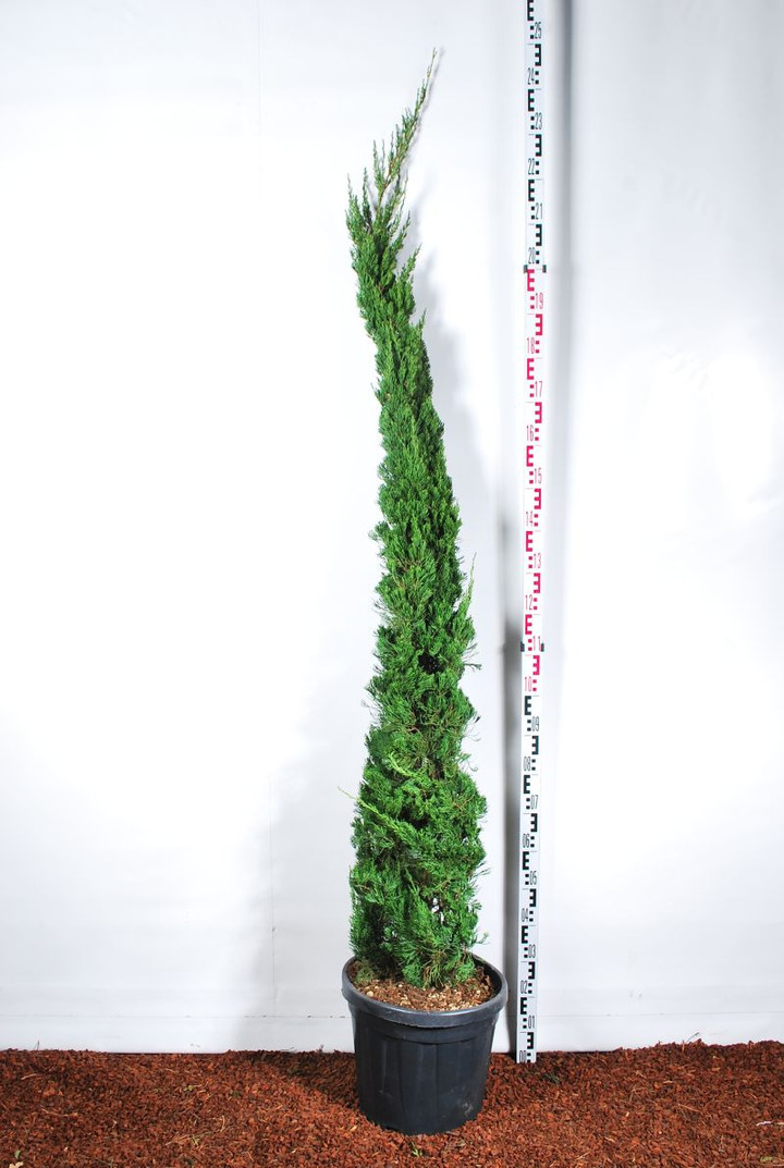 Kadagys kininis (Lot Juniperus chin.) 'Kaizuka' C30 175-200 CM