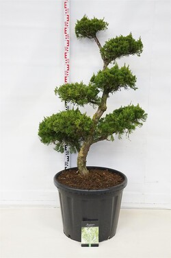 Kadagys kininis (Lot Juniperus chin.) 'Kaizuka' BONSAI 100-125 C70 - nuotrauka 1