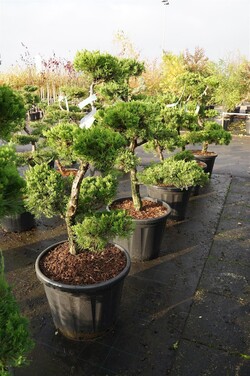 Kadagys kininis (Lot Juniperus chin.) 'Kaizuka' BONSAI 100-125 C70 - nuotrauka 2