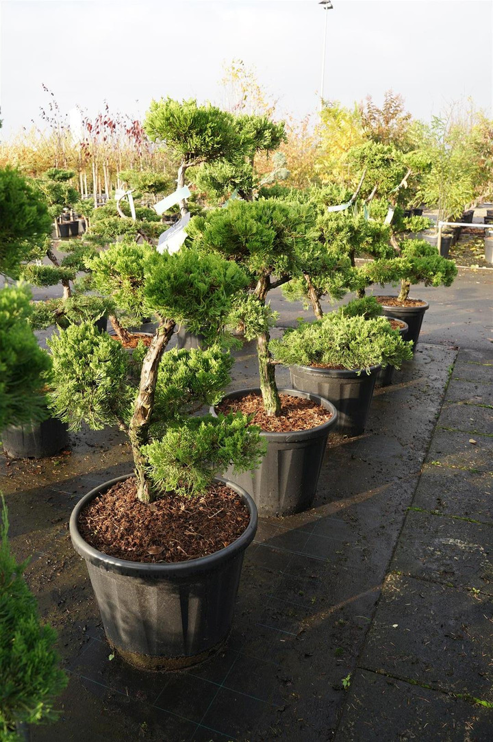 Kadagys kininis (Lot Juniperus chin.) 'Kaizuka' BONSAI 100-125 C70