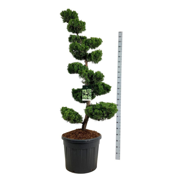 Kadagys kininis (Lot Juniperus chin.) 'Kaizuka' NIWAKI BONSAI 150-175 CM C70 | KADAGIAI | SPYGLIUOČIAI