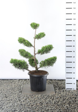 Kadagys kininis (Lot Juniperus chin.) 'Kuriwao Gold' PLATEAU 80-100 CM EXTRA C25