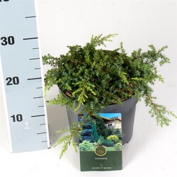 Kadagys paprastasis (Lot Juniperus comm.) 'Lemon Carpet' C2,5/P18 20-25 CM | KADAGIAI | SPYGLIUOČIAI