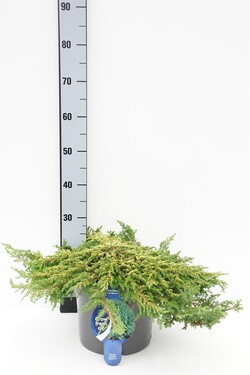 Kadagys paprastasis (Lot Juniperus comm.) 'Lemon Carpet' C7,5/P26 30-40 CM