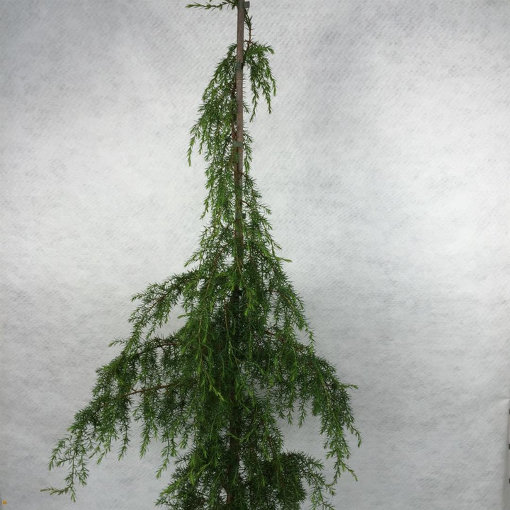 Kadagys paprastasis (Lot Juniperus comm.) 'Oblonga Pendula' C3/P19 70-80 CM