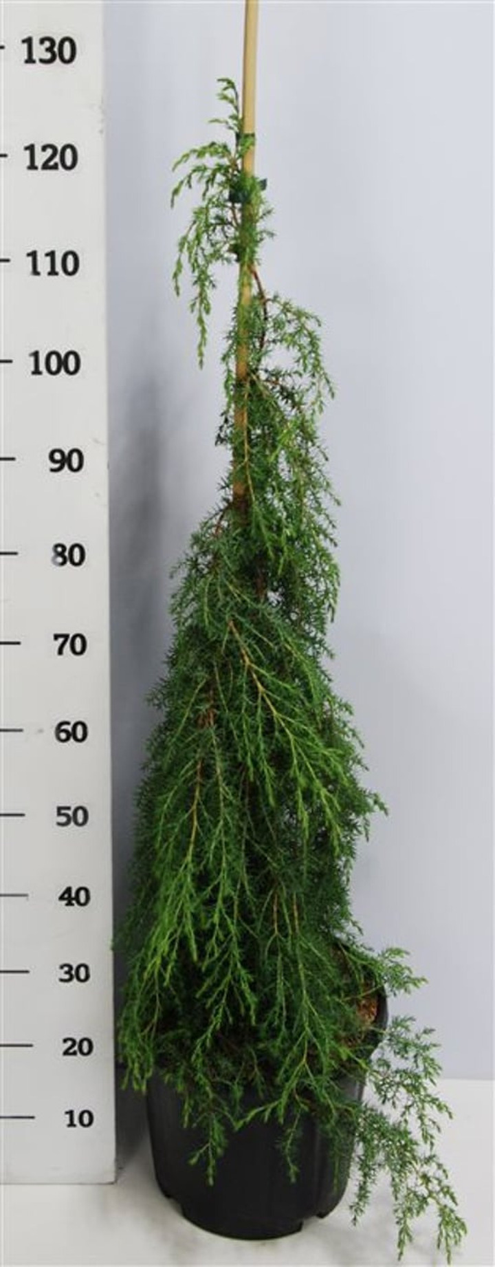 Kadagys paprastasis (Lot Juniperus comm.) 'Oblonga Pendula' C13 90-100 CM
