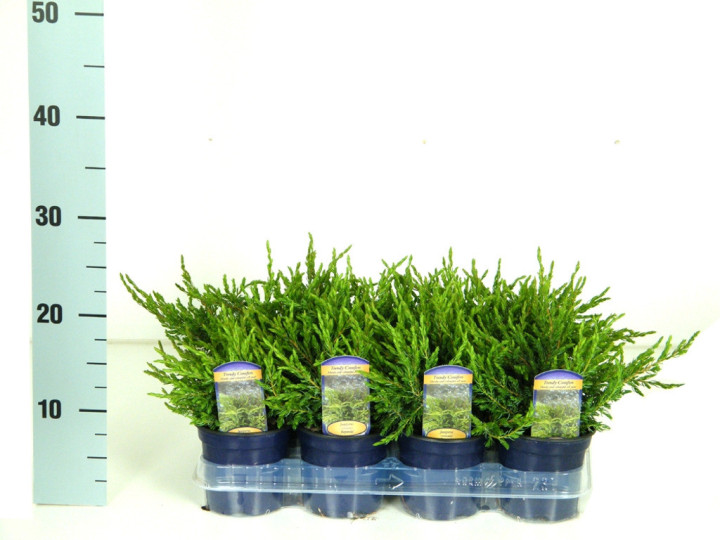 Kadagys paprastasis (Lot Juniperus comm.) 'Repanda' P11 10-15 CM