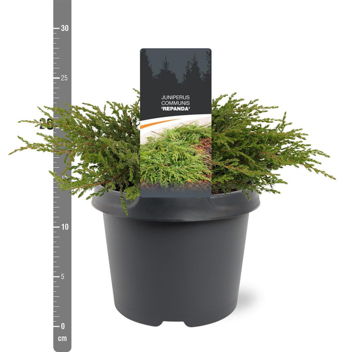 Kadagys paprastasis (Lot Juniperus comm.) 'Repanda' C3/P19 25-30 CM