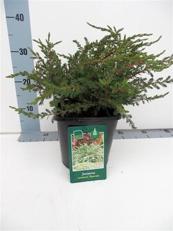 Kadagys paprastasis (Lot Juniperus comm.) 'Repanda' C3/P19 30-35 CM - nuotrauka 1
