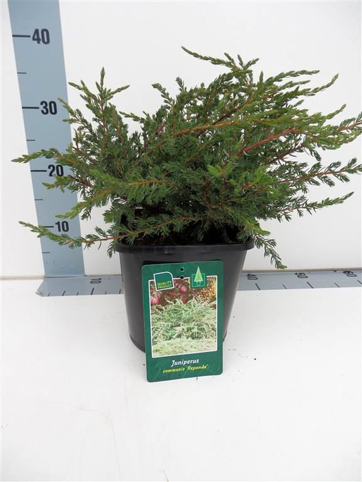 Kadagys paprastasis (Lot Juniperus comm.) 'Repanda' C3/P19 30-35 CM | KADAGIAI | SPYGLIUOČIAI