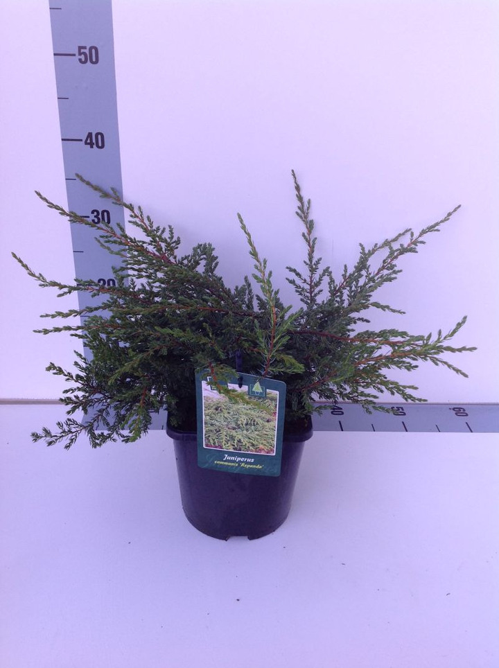 Kadagys paprastasis (Lot Juniperus comm.) 'Repanda' C3/P19 30-35 CM | KADAGIAI | SPYGLIUOČIAI