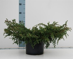 Kadagys paprastasis (Lot Juniperus comm.) 'Repanda' C7,5/P26 40-50 CM