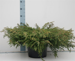 Kadagys paprastasis (Lot Juniperus comm.) 'Repanda' C12 50-60 CM