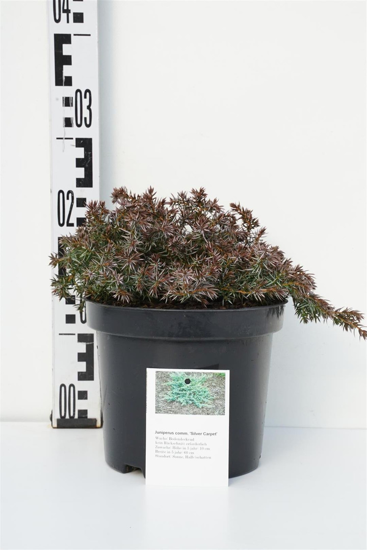 Kadagys paprastasis (Lot Juniperus com.) 'Silver Carpet' C3/P19 25-30 CM